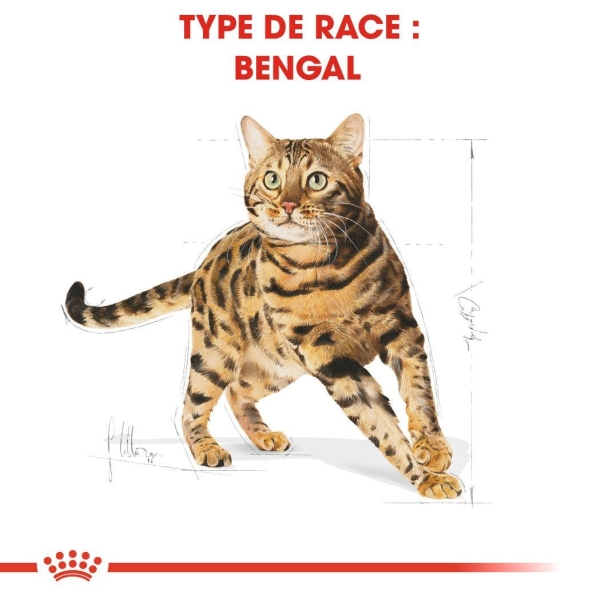 Animalerie Centrale - Royal Canin - Bengal Adulte