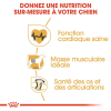 Animalerie Centrale - Royal Canin - Rottweiler Adulte